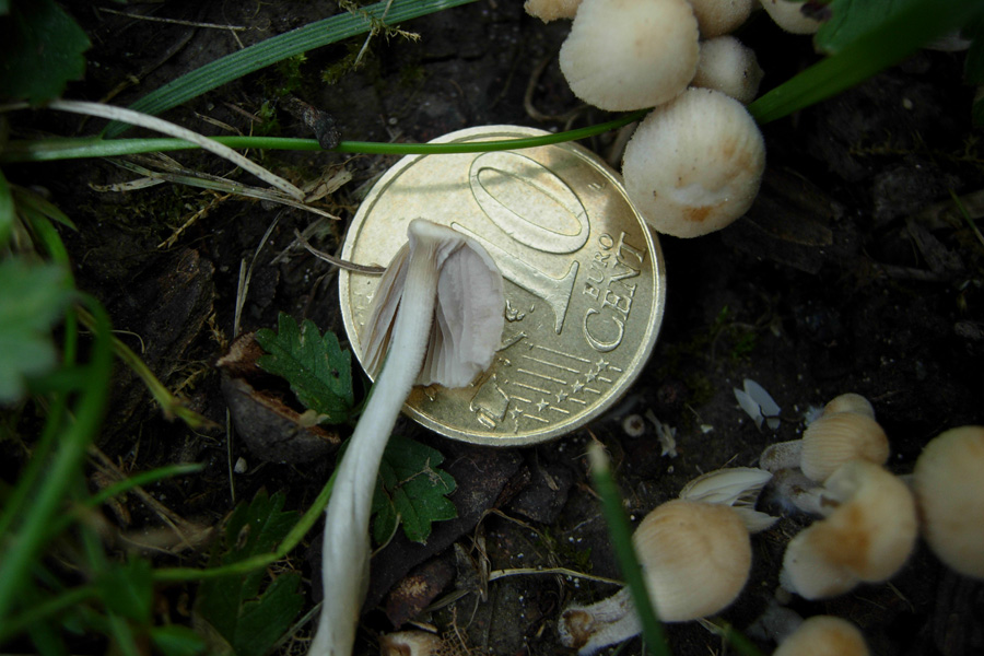 Funghi da dieci centesimi